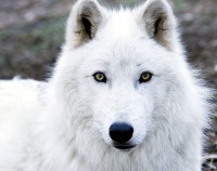 /album/secret-singing-wolves/white-wolf-16-jpg1/